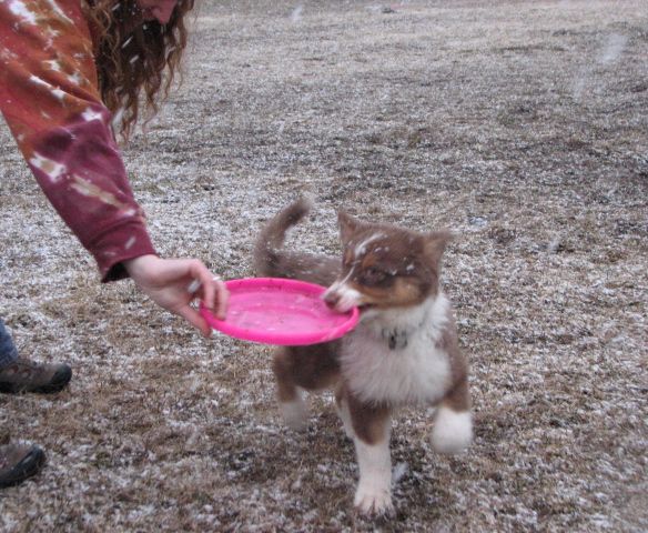 Disc Dog Puppy Training