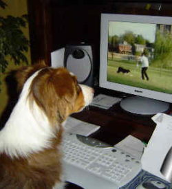 online dog training classes