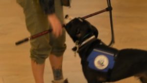 assistance dog in training