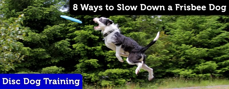 disc dog leaping tactics