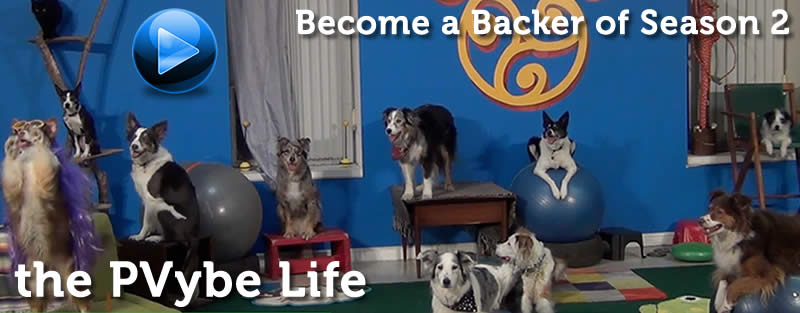 dog training and lifestyle show