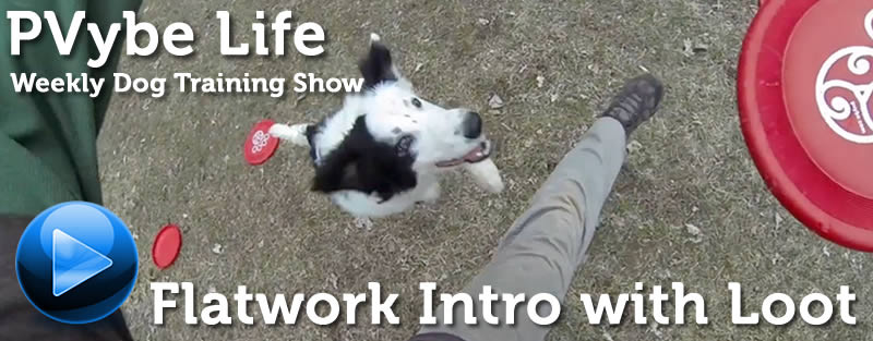 disc dog flatwork training pov