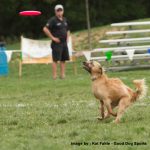 dog leaping for target