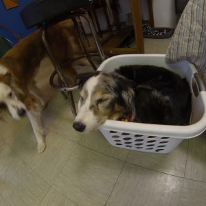 Aussie Sleeping in Laundry Basket